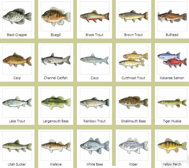 fish species
