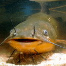 Catfish Fishing in West Virginia
