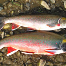 Fishing in Alaska: Dolly Varden