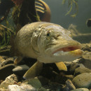Pike Fishing in Wisconsin