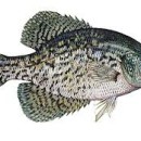Crappie fishing in Alabama