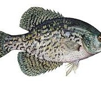 Crappie fishing in Alabama