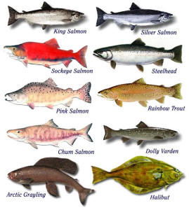 Fish Species Alaska
