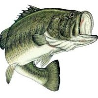 Largemouth Bass fishing in Alabama