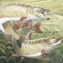 Fishing for Musky Fish in Wisconsin