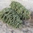 Recycled Christmas Trees Help for Fishing