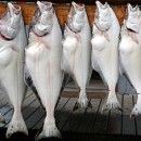 Fishing in Alaska: Halibut
