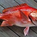 Fishing in Alabama: Red Snapper
