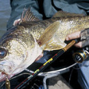Fishing for Walleye in West Virginia