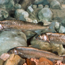 Mountain Whitefish Fishing in Wyoming