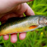 Brook Trout Fishing in Wyoming