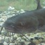 Catfish Fishing in Wyoming