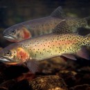 Cutthroat Trout Fishing in Wyoming