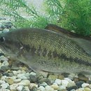 Fishing for Largemouth Bass in West Virginia