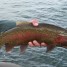 Rainbow Trout Fishing in Wyoming