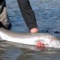 Fishing In Alaska: Steelhead