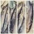 Perfect Baitfish for Miami Deep Sea Fishing