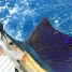 7 Top Reasons Why You should Go Fishing