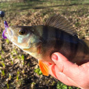 The Redfin Perch in Australia