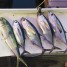 Key West Fishing – Enjoyment for All