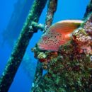 Wreck and Reef Fishing – A Rewarding Experience