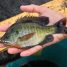 Great Tips to Maximize Your Catch during Panfish Fishing